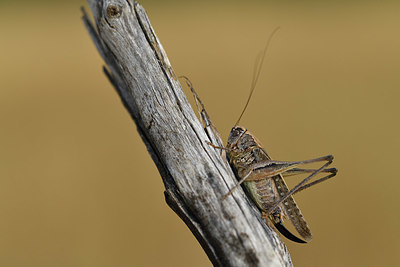 BUITEN BEELD Foto: 407976