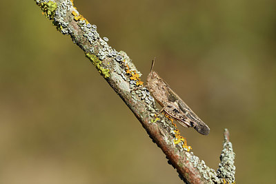 BUITEN BEELD Foto: 407979