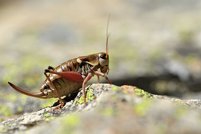 BUITEN BEELD Foto: 407987