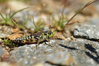 BUITEN BEELD Foto: 407990