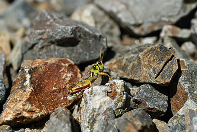 BUITEN BEELD Foto: 407993
