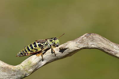 BUITEN BEELD Foto: 407998