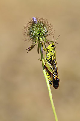 BUITEN BEELD Foto: 408011