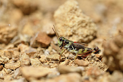 BUITEN BEELD Foto: 408018