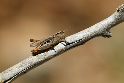 BUITEN BEELD Foto: 408028