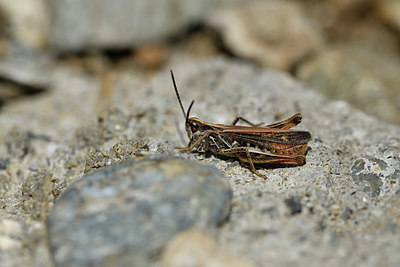 BUITEN BEELD Foto: 408031