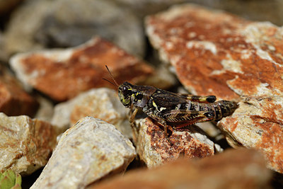 BUITEN BEELD Foto: 408034