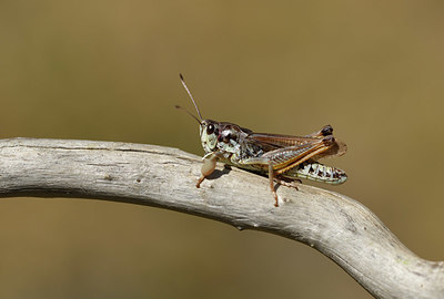 BUITEN BEELD Foto: 408040