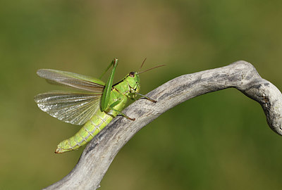 BUITEN BEELD Foto: 408056