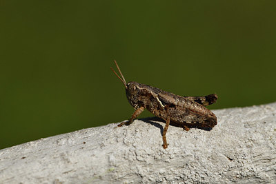BUITEN BEELD Foto: 408064