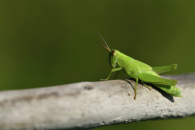 BUITEN BEELD Foto: 408066