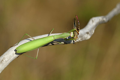 BUITEN BEELD Foto: 408072