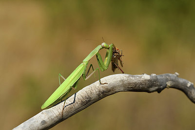 BUITEN BEELD Foto: 408076