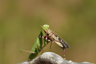 BUITEN BEELD Foto: 408078