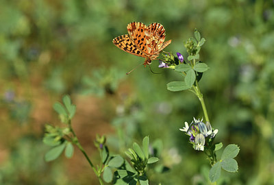 BUITEN BEELD Foto: 408082