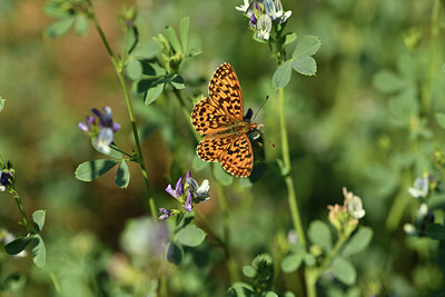 BUITEN BEELD Foto: 408083