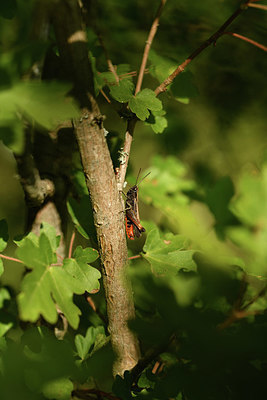 BUITEN BEELD Foto: 408084
