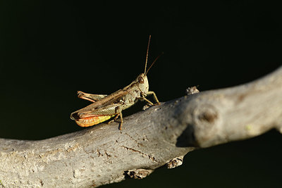 BUITEN BEELD Foto: 408089