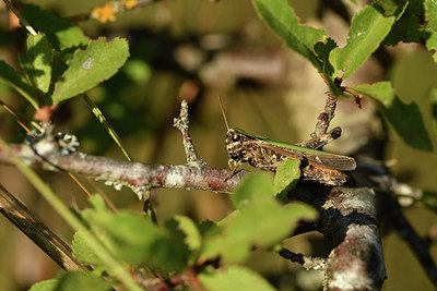 BUITEN BEELD Foto: 408090
