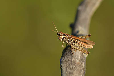 BUITEN BEELD Foto: 408092