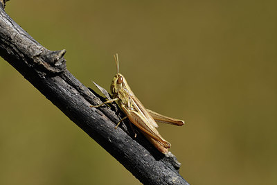 BUITEN BEELD Foto: 408095