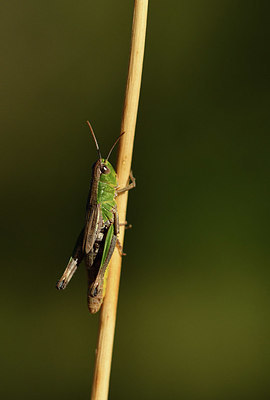 BUITEN BEELD Foto: 408111