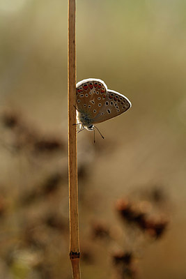 BUITEN BEELD Foto: 408115