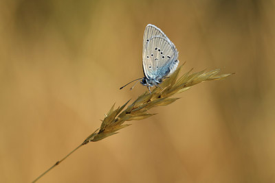 BUITEN BEELD Foto: 408117