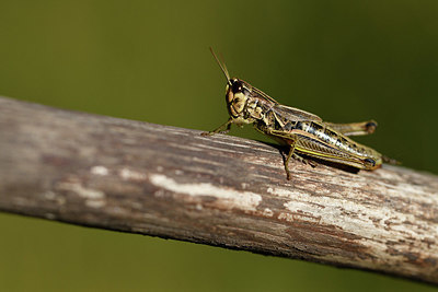 BUITEN BEELD Foto: 408123