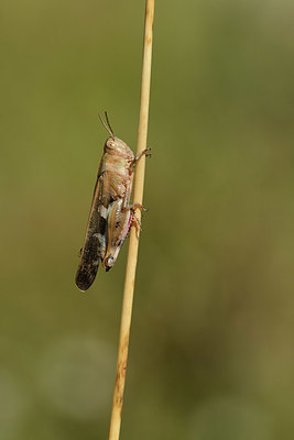 BUITEN BEELD Foto: 408140