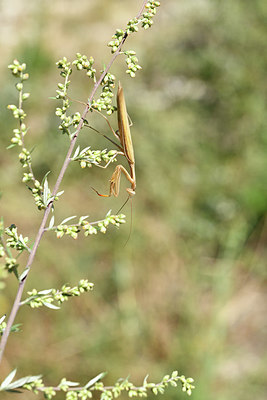 BUITEN BEELD Foto: 408142