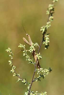 BUITEN BEELD Foto: 408143