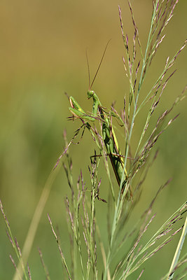 BUITEN BEELD Foto: 408148