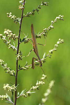 BUITEN BEELD Foto: 408149