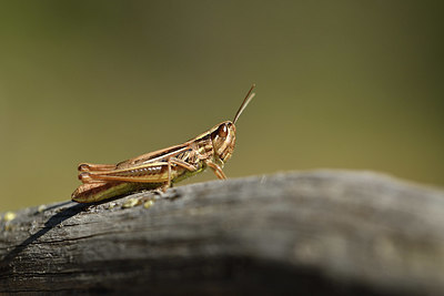BUITEN BEELD Foto: 408152