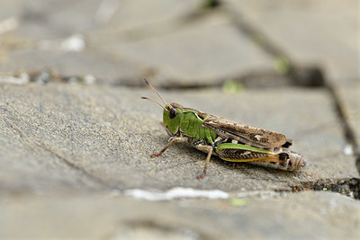 BUITEN BEELD Foto: 408172