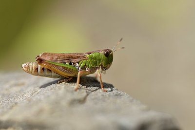 BUITEN BEELD Foto: 408176