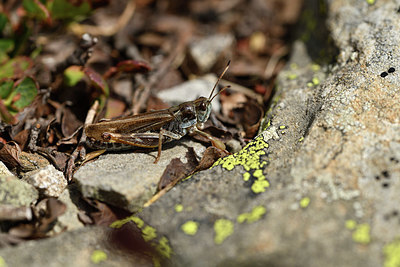 BUITEN BEELD Foto: 408188