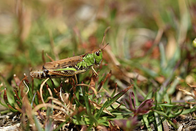 BUITEN BEELD Foto: 408195