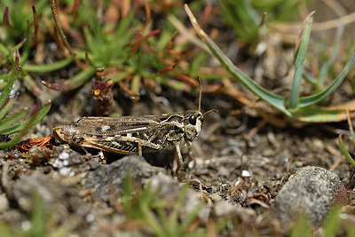 BUITEN BEELD Foto: 408196