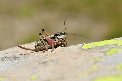 BUITEN BEELD Foto: 408216