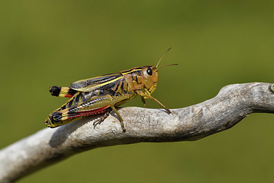 BUITEN BEELD Foto: 408235
