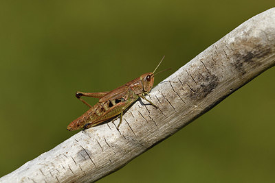 BUITEN BEELD Foto: 408239