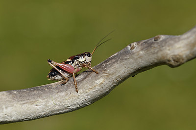 BUITEN BEELD Foto: 408242