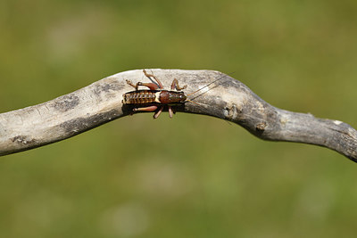 BUITEN BEELD Foto: 408243
