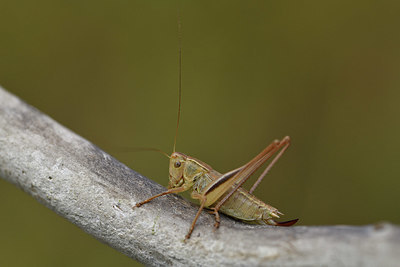 BUITEN BEELD Foto: 408246
