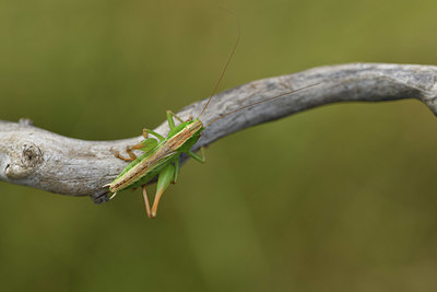 BUITEN BEELD Foto: 408253