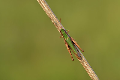 BUITEN BEELD Foto: 408258