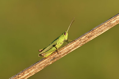 BUITEN BEELD Foto: 408261