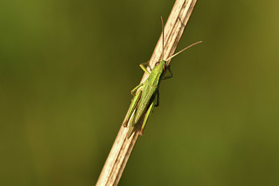 BUITEN BEELD Foto: 408262